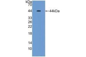 Detection of Recombinant MUC5B, Rat using Polyclonal Antibody to Mucin 5 Subtype B (MUC5B) (MUC5B anticorps  (AA 898-1002))