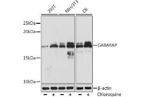 Western blot analysis of extracts of various cell lines, using GABARAP Rabbit mAb (ABIN7267325) at 1:1000 dilution. (GABARAP anticorps)