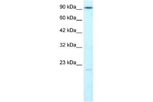 LIG4 antibody used at 1. (LIG4 anticorps  (N-Term))