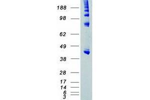 Validation with Western Blot