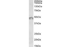 ABIN5539537 (0. (HRH3 anticorps  (Internal Region))