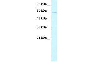WB Suggested Anti-XRCC5 Antibody Titration:  1.