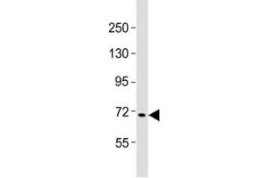 Western blot testing of FBXW7 antibody at 1:2000 dilution + Raji lysate