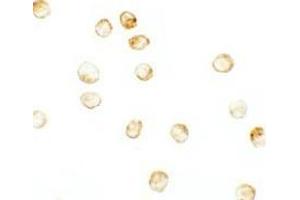 Immunohistochemistry (IHC) image for anti-Lysine (K)-Specific Demethylase 6B (Kdm6b) (N-Term) antibody (ABIN1031425)