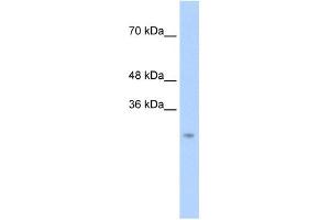 Chymotrypsin-Like antibody used at 0.