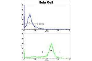 Flow Cytometry (FACS) image for anti-Protein Phosphatase 2, Regulatory Subunit B, beta (PPP2R2B) antibody (ABIN3003824)