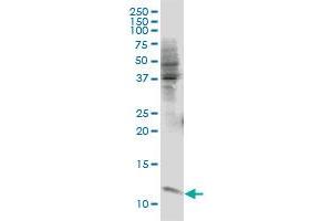 ERH monoclonal antibody (M07), clone 1H4 Western Blot analysis of ERH expression in IMR-32 (ERH anticorps  (AA 1-104))
