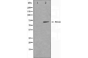 Western blot analysis on COS7 cell lysate using PIAS2 Antibody,The lane on the left is treated with the antigen-specific peptide. (PIAS2 anticorps)