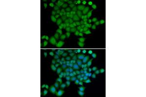 Immunofluorescence (IF) image for anti-Neural Precursor Cell Expressed, Developmentally Down-Regulated 9 (NEDD9) antibody (ABIN1873870) (NEDD9 anticorps)