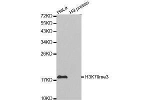 Western blot analysis of extracts of various cell lines, using TriMethyl-Histone H3-K79 antibody. (Histone 3 anticorps  (H3K79me3))