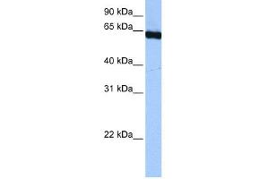 WB Suggested Anti-PUF60  Antibody Titration: 0. (PUF60 anticorps  (C-Term))