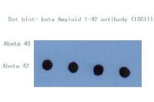 Western Blotting (WB) image for anti-Amyloid beta (Abeta) (C-Term) antibody (ABIN1105357) (beta Amyloid anticorps  (C-Term))