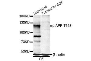 Western blot analysis of extracts of C6 cells, using Phospho-APP-T668 antibody (ABIN5969869) at 1/1000 dilution. (APP anticorps  (pThr743))