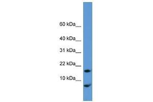 Cnih antibody used at 0. (CNIH anticorps  (N-Term))