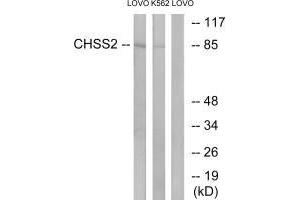 Western blot analysis of extracts from LOVO cells and K562 cells, using CHSS2 antibody. (CHPF anticorps)