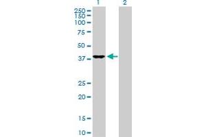 Western Blot analysis of DNAJB4 expression in transfected 293T cell line by DNAJB4 MaxPab polyclonal antibody. (DNAJB4 anticorps  (AA 1-337))