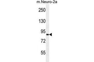 VWA3B Antibody (C-term) western blot analysis in mouse Neuro-2a cell line lysates (35 µg/lane).