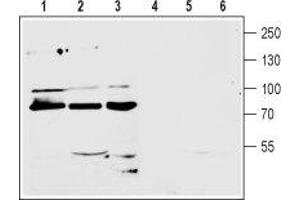 Western blot analysis of mouse (lanes 1 and 4) and rat (lanes 2 and 5) brain membranes and human CCF-STTGI astrocytoma (lanes 3 and 6) cell line lysate (1:200): - 1-3. (GRM7 anticorps  (Extracellular, N-Term))