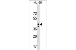MRPS31 Antibody (Center) (ABIN1538106 and ABIN2850176) western blot analysis in HL-60 cell line lysates (35 μg/lane). (MRPS31 anticorps  (AA 219-247))