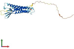 AlphaFold protein structure predicition of Mouse Recombinant Cldn19 Protein, UniprotID Q9ET38
