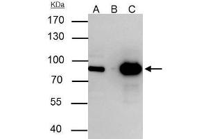 IP Image Nuclear Matrix Protein p84 antibody [C1C3] immunoprecipitates p84 protein in IP experiments. (THOC1 anticorps  (C-Term))
