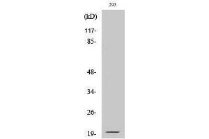 Western Blotting (WB) image for anti-Ephrin A2 (EFNA2) (Asn188), (cleaved) antibody (ABIN3181804) (Ephrin A2 anticorps  (Asn188, cleaved))