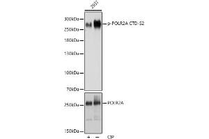 Western blot analysis of extracts of 293T cells, using Phospho-POLR2A CTD-S2 antibody (ABIN6135286, ABIN6136194, ABIN6136195 and ABIN6225651) at 1:1000 dilution or POLR2A antibody (ABIN3022932, ABIN3022933, ABIN3022934 and ABIN6219303).