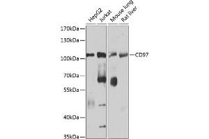 Western blot analysis of extracts of various cell lines, using CD97 antibody (ABIN1679103, ABIN3018090, ABIN3018091 and ABIN6220356) at 1:1000 dilution. (ADGRE5 (AA 240-435) anticorps)