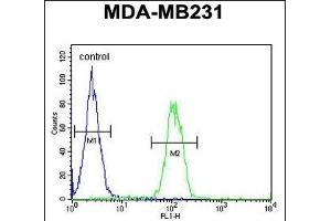 EGLN2 Antibody (Center) (ABIN652648 and ABIN2842435) flow cytometric analysis of MDA-M cells (right histogram) compared to a negative control cell (left histogram).