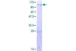 Image no. 1 for AFG3-Like Protein 2 (AFG3L2) (AA 1-797) protein (GST tag) (ABIN7565566)