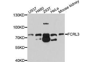 Western blot analysis of extracts of various cell lines, using FCRL3 antibody (ABIN4903658) at 1:1000 dilution. (FCRL3 anticorps)