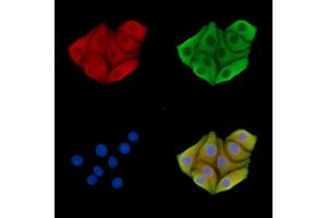 ABIN7095788 and ABIN7099850 staining Hela cells by IF/ICC. (MEG3 anticorps)