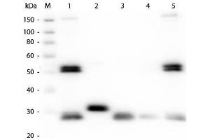 Western Blot of Anti-Rat IgG (H&L) (GOAT) Antibody (Min X Bv Ch Gt GP Ham Hs Hu Ms Rb & Sh Serum Proteins) . (Chèvre anti-Rat IgG (Heavy & Light Chain) Anticorps (Atto 550) - Preadsorbed)
