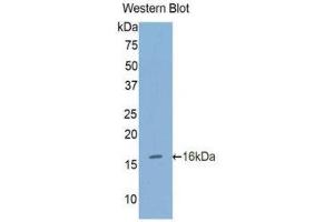 Western Blotting (WB) image for anti-Furin (Paired Basic Amino Acid Cleaving Enzyme) (FURIN) (AA 385-500) antibody (ABIN1858927) (FURIN anticorps  (AA 385-500))