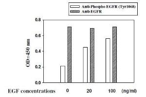 A431 cells were stimulated by different concentrations of EGF for 10 min at 37 (EGFR Kit ELISA)