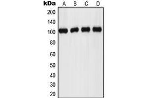 Western blot analysis of GPR110 expression in MCF7 (A), HeLa (B), mouse kidney (C), rat brain (D) whole cell lysates. (G Protein-Coupled Receptor 110 anticorps  (C-Term))