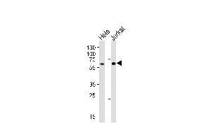Western blot analysis of lysates from HeLa, Jurkat cell line (from left to right), using HPSE2 Antibody at 1:1000 at each lane. (Heparanase 2 anticorps  (C-Term))