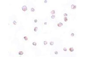 Immunohistochemistry (IHC) image for anti-Secernin 2 (SCRN2) (C-Term) antibody (ABIN1030649) (SCRN2 anticorps  (C-Term))