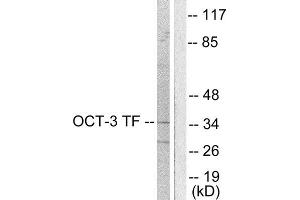 Western Blotting (WB) image for anti-POU Class 5 Homeobox 1 (POU5F1) (Internal Region) antibody (ABIN1848708) (OCT4 anticorps  (Internal Region))