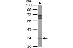 WB Image Sample (50 ug of whole cell lysate) A: Mouse brain 10% SDS PAGE antibody diluted at 1:1000