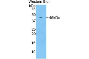 Western blot analysis of the recombinant protein. (Lactoferrin anticorps  (AA 550-707))