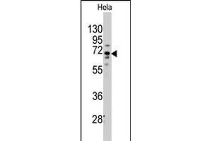 Western blot analysis of FZD1 polyclonal antibody  in HeLa cell line lysates (35 ug/lane). (FZD1 anticorps  (Internal Region))