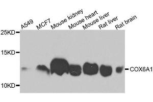 Western blot analysis of extracts of various cell lines, using COX6A1 antibody. (COX6A1 anticorps  (AA 25-109))