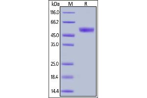 Human CD94, Mouse IgG2a Fc Tag on  under reducing (R) condition.