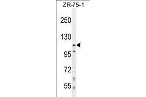 Western blot analysis in ZR-75-1 cell line lysates (35ug/lane). (PCDHa8 anticorps  (C-Term))