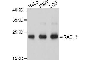 Western blot analysis of extracts of various cell lines, using RAB13 antibody (ABIN4904922) at 1:1000 dilution. (RAB13 anticorps)