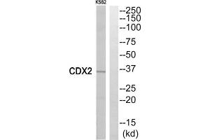Western blot analysis of extracts from K562 cells, using CDX2 antibody. (CDX2 anticorps  (Internal Region))