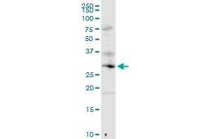 MED6 MaxPab rabbit polyclonal antibody.