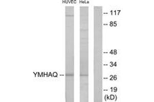 Western Blotting (WB) image for anti-14-3-3 theta (YWHAQ) (AA 41-90) antibody (ABIN2889841) (14-3-3 theta anticorps  (AA 41-90))