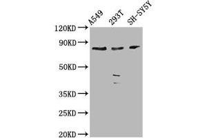 Western Blot Positive WB detected in: A549 whole cell lysate, 293T whole cell lysate, SH-SY5Y whole cell lysate All lanes: ZC3H14 antibody at 3. (ZC3H14 anticorps  (AA 176-306))